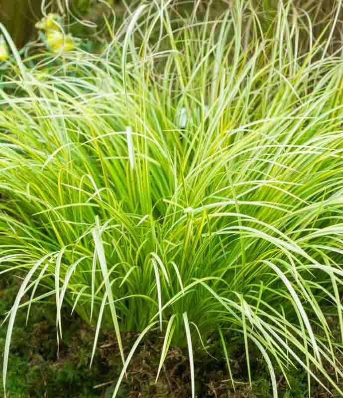 Tarka japánkálmos (Acorus gramineus ‘Ogon’)