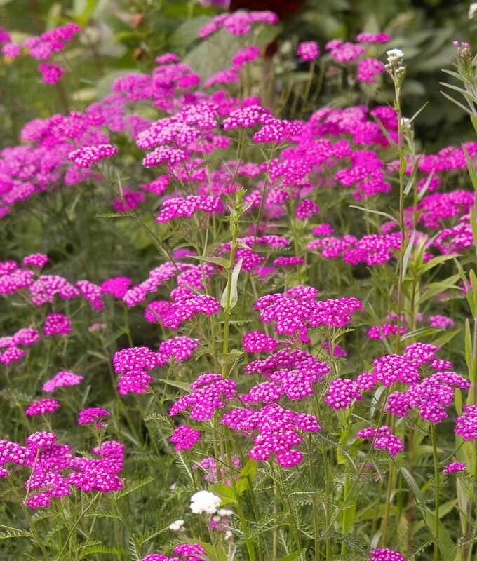 Cickafark (Achillea millefolium 'Cerise Queen')