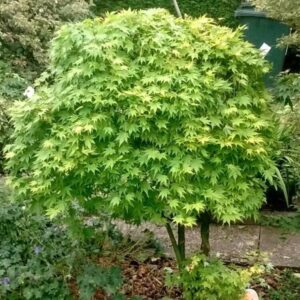 Japán juhar (Acer palmatum ‘Verde’)