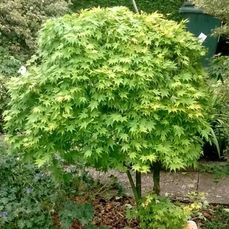 Japán juhar (Acer palmatum ‘Verde’)