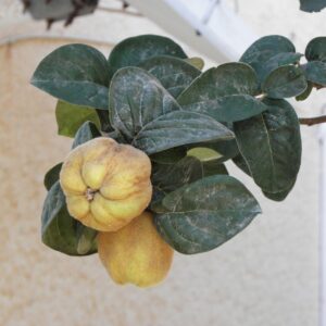 Birs (Cydonia oblonga)