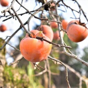 Kakiszilva (Diospyros kaki ‘Pendula’)