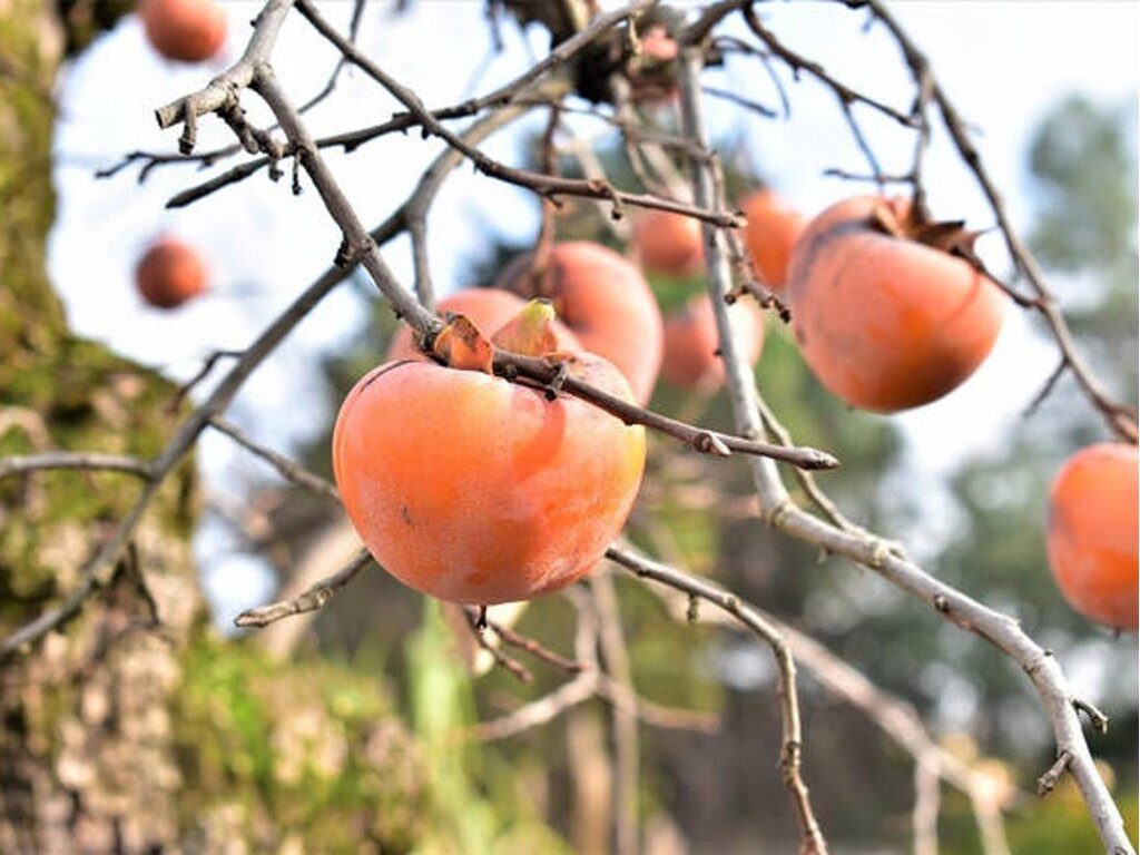 Kakiszilva (Diospyros kaki ‘Pendula’)