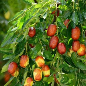 Jujuba (Ziziphus jujuba)