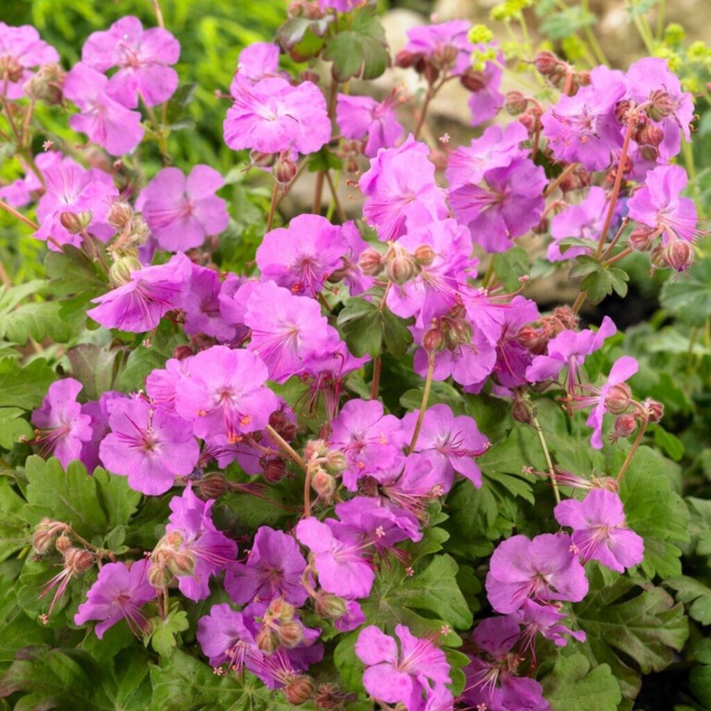 Muskátli gólyaorr (Geranium cantabrigiense 'Karmina')