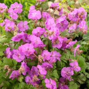 Muskátli gólyaorr (Geranium cantabrigiense 'Karmina')