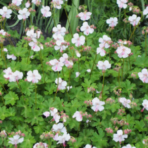 Muskátligeránium (Geranium cantabrigiense 'Biokovo')