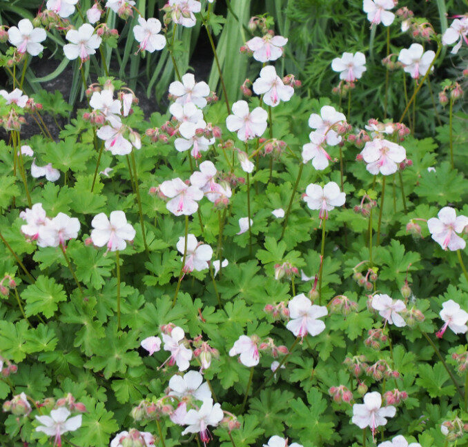 Muskátligeránium (Geranium cantabrigiense 'Biokovo')