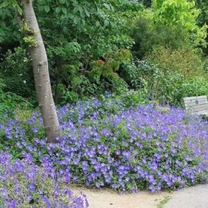 Daruvirág (Geranium 'Rozanne')