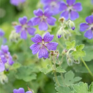 Daruvirág (Geranium 'Philippe Vapelle')