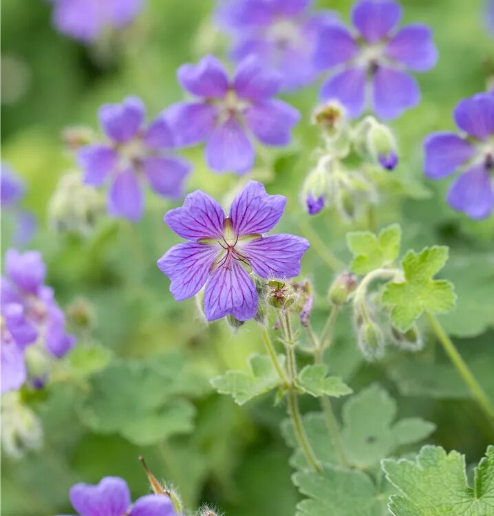 Daruvirág (Geranium 'Philippe Vapelle')