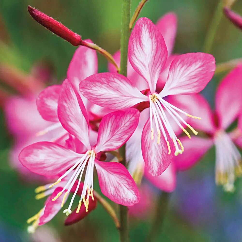 Rózsaszín lepkeszűzérmécse (Gaura lindheimeri 'Rosy Jane')