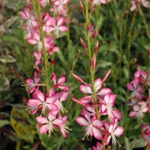 Rózsaszín lepkeszűzérmécse (Gaura lindheimeri 'Gambit Rose')