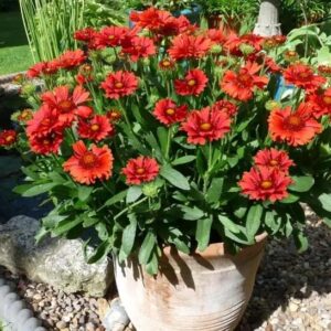 Kokárdavirág (Gaillardia aristata 'Sunset Celebration')