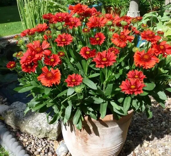 Kokárdavirág (Gaillardia aristata 'Sunset Celebration')