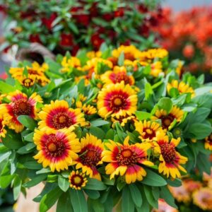 Kokárdavirág (Gaillardia 'Gusto Sweet Chili')