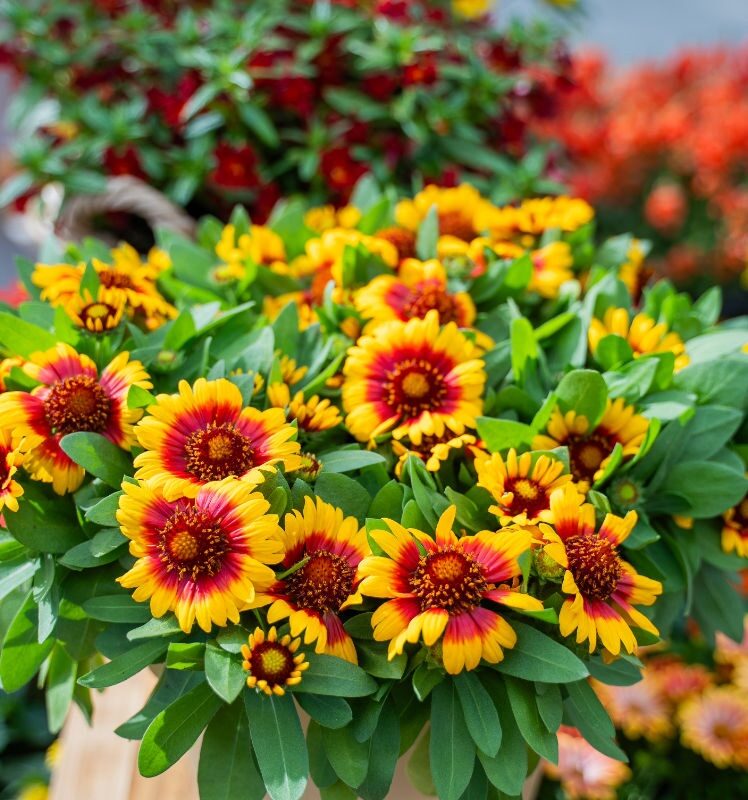 Kokárdavirág (Gaillardia 'Gusto Sweet Chili')