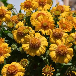 Kokárdavirág (Gaillardia 'Gusto Saffron')