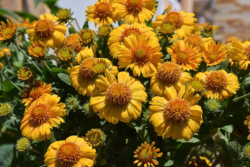 Kokárdavirág (Gaillardia 'Gusto Saffron')