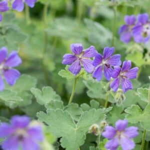 Gólyaorr (Geranium renardii 'Philippe Vapelle')