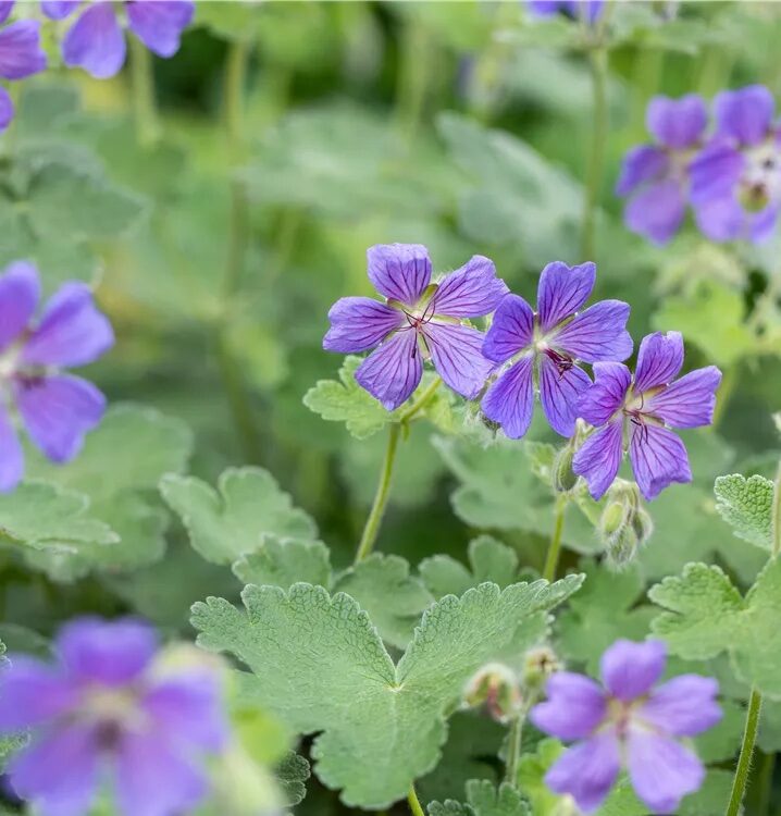 Gólyaorr (Geranium renardii 'Philippe Vapelle')
