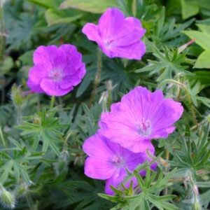 Vérmályva gólyaorr (Geranium sanguineum 'Elsbeth')