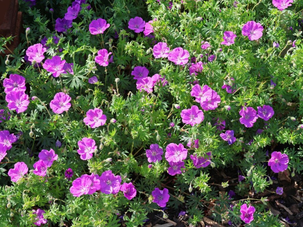Vérmályva gólyaorr (Geranium sanguineum 'Pink Pouffe')