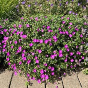 Vérmályva gólyaorr (Geranium sanguineum 'Tiny Monster')
