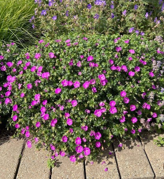 Vérmályva gólyaorr (Geranium sanguineum 'Tiny Monster')