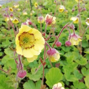 Gyömbérgyökér (Geum 'Lemon Drops')