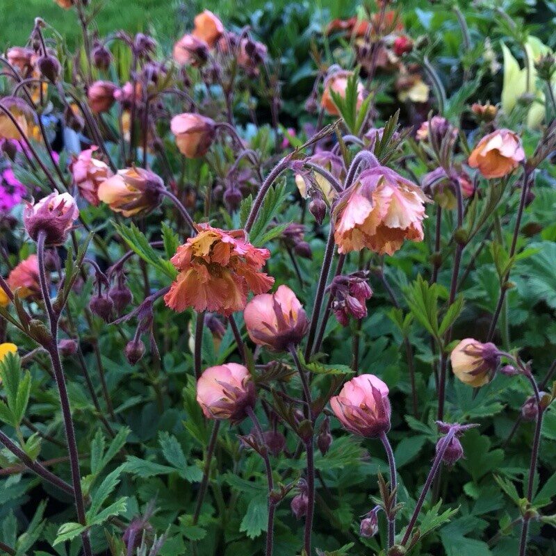 Gyömbérgyökér (Geum 'Smokey Peach')
