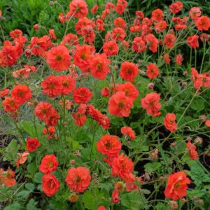 Gyömbérgyökér (Geum 'Tempest Scarlet')