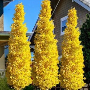 Páfrányfenyő (Ginkgo biloba ‘Fastigiata’)