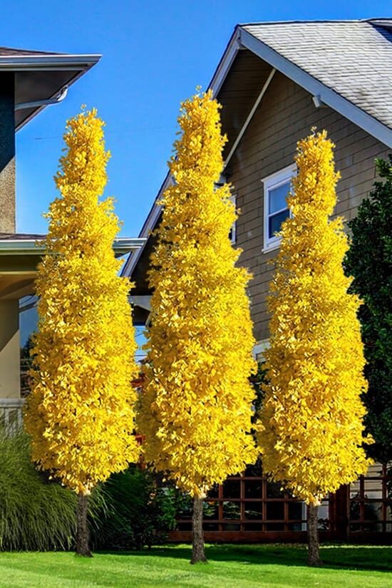 Páfrányfenyő (Ginkgo biloba ‘Fastigiata’)