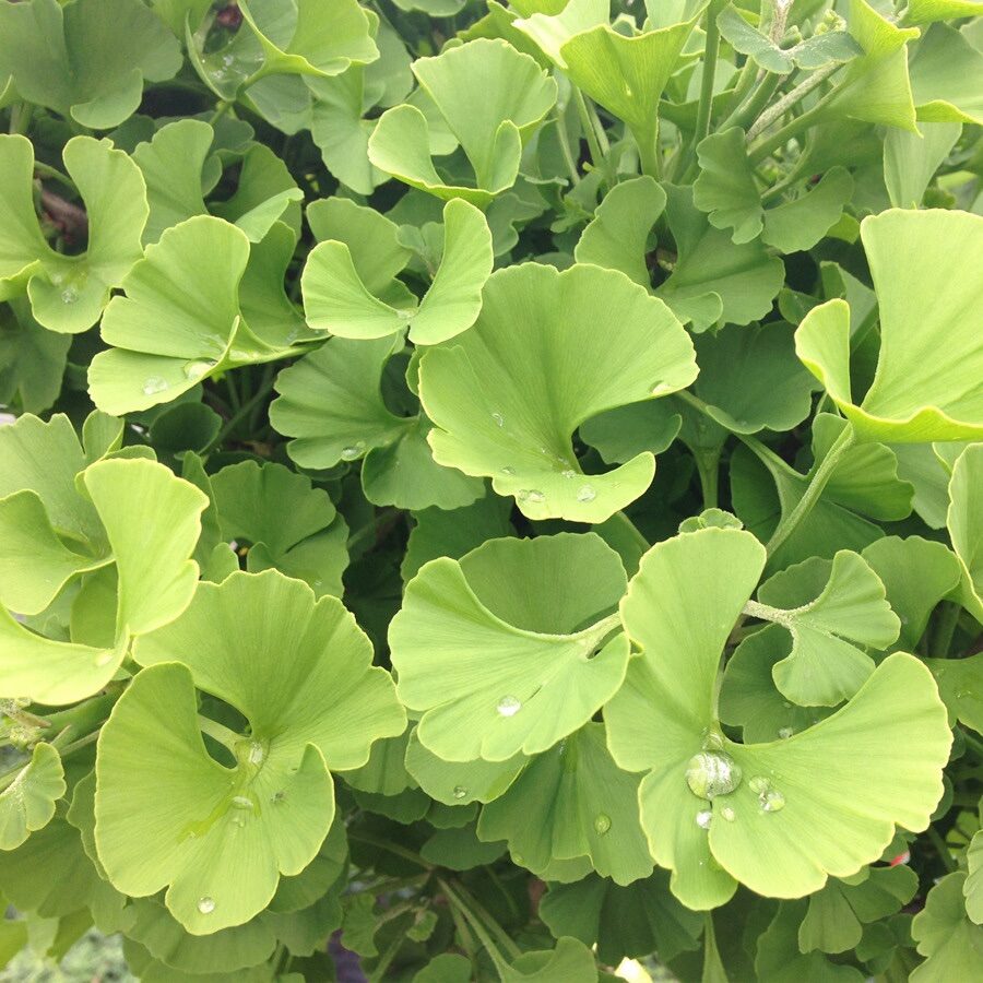 Gömb páfrányfenyő (Ginkgo biloba ‘Jehoshaphat Globosa’)
