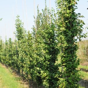 Páfrányfenyő (Ginkgo biloba ‘Obelisk’)