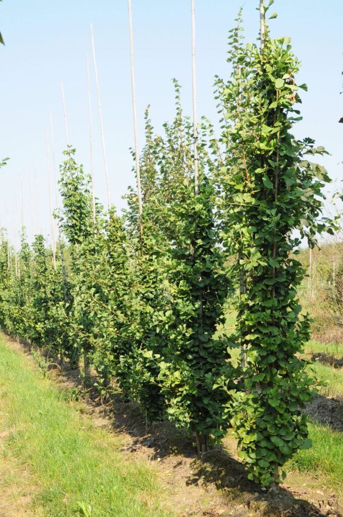 Páfrányfenyő (Ginkgo biloba ‘Obelisk’)