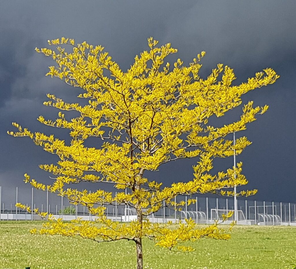 Amerikai díszlepényfa (Gleditsia triacanthos ‘Globosa’)