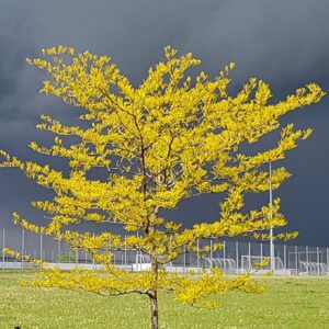 Amerikai díszlepényfa (Gleditsia triacanthos ‘Globosa’)