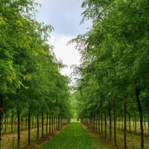 Háromtövisű lepényfa (Gleditsia triacanthos ‘Skyline’)