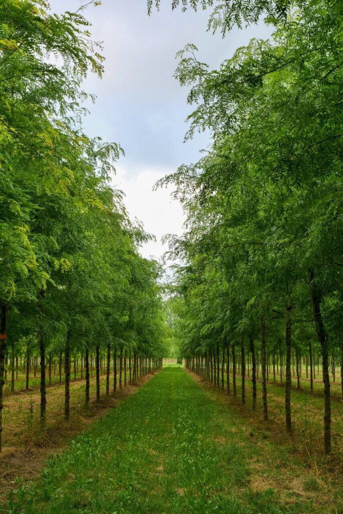 Háromtövisű lepényfa (Gleditsia triacanthos ‘Skyline’)