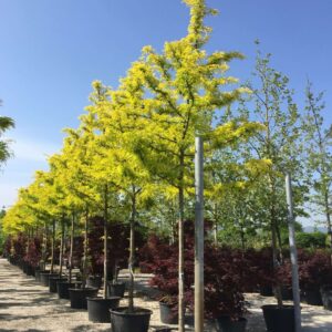 Amerikai díszlepényfa (Gleditsia triacanthos ‘Sunburst’)