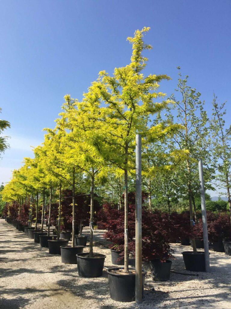 Amerikai díszlepényfa (Gleditsia triacanthos ‘Sunburst’)