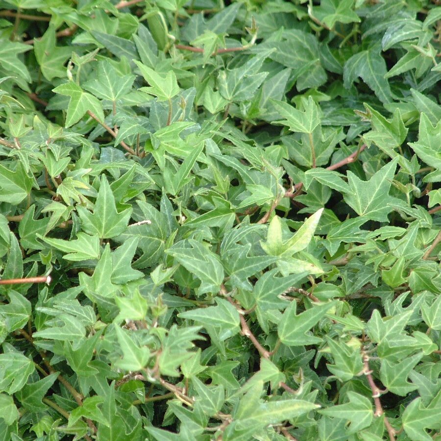 Közönséges borostyán (Hedera helix ‘Miniature Needlepoint’)
