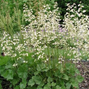 Tűzeső (Heuchera sanguinea ‘White Cloud’)