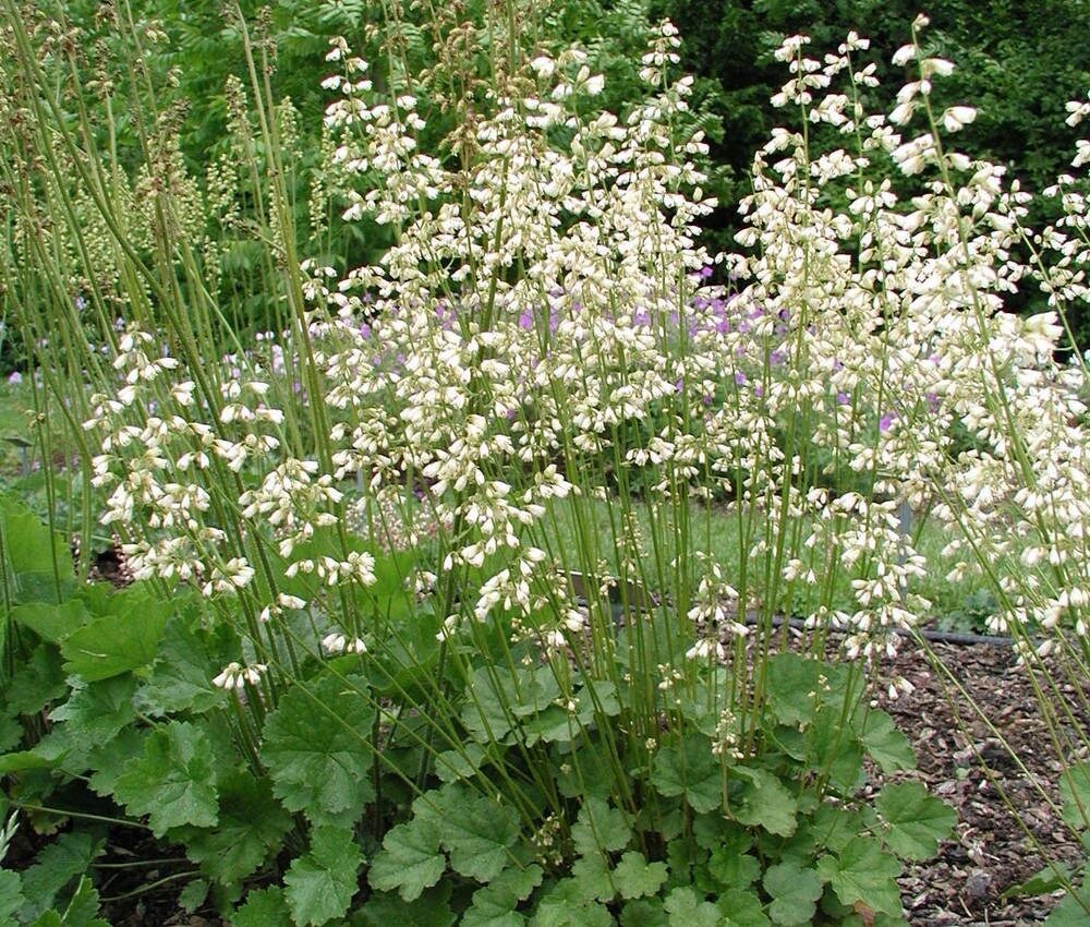 Tűzeső (Heuchera sanguinea ‘White Cloud’)