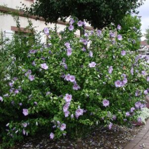 Mályvacserje (Hibiscus syriacus ‘Oiseau Bleu’)