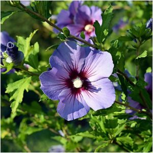 Mályvacserje (Hibiscus syriacus ‘Sup Blue’)