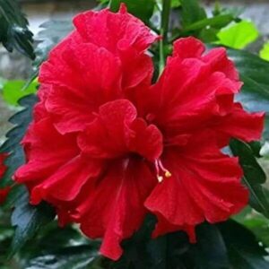 Mályvacserje (Hibiscus syriacus ‘Telt Piros’)