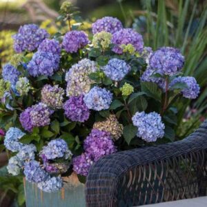 Kerti hortenzia (Hydrangea ‘Endless Summer Bloomstar’)